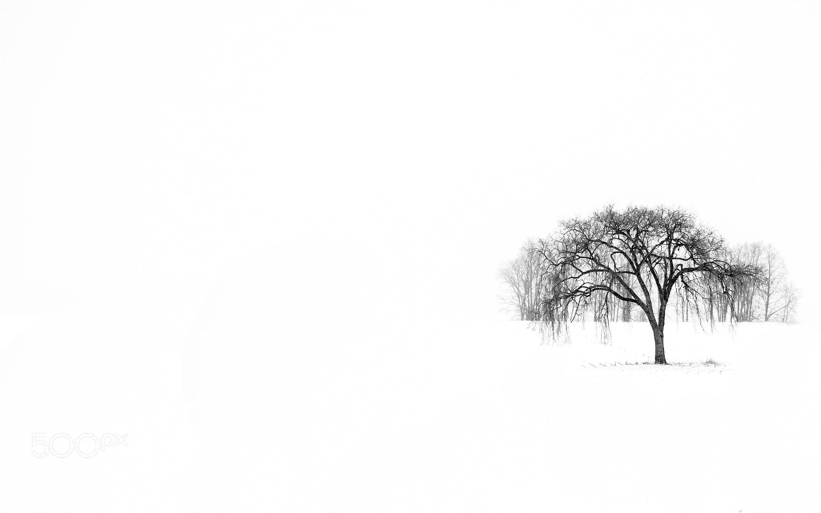 Nikon D3400 sample photo. The lonely tree photography