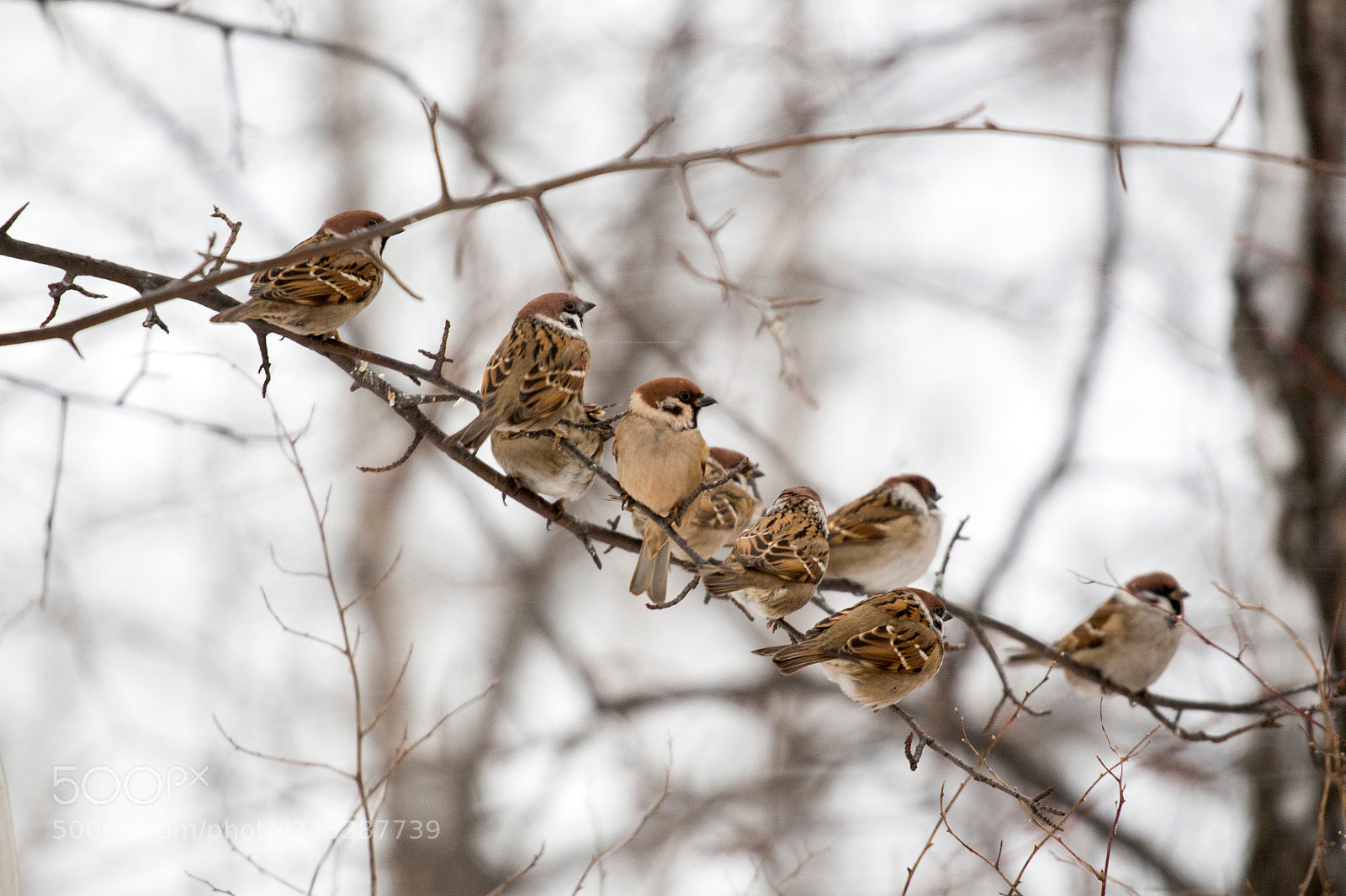 Canon EOS 650D (EOS Rebel T4i / EOS Kiss X6i) sample photo. Sparrows photography