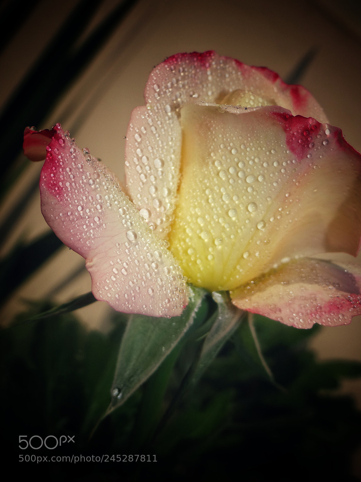 Sony DSC-HX200V sample photo. Droplets  <3 photography