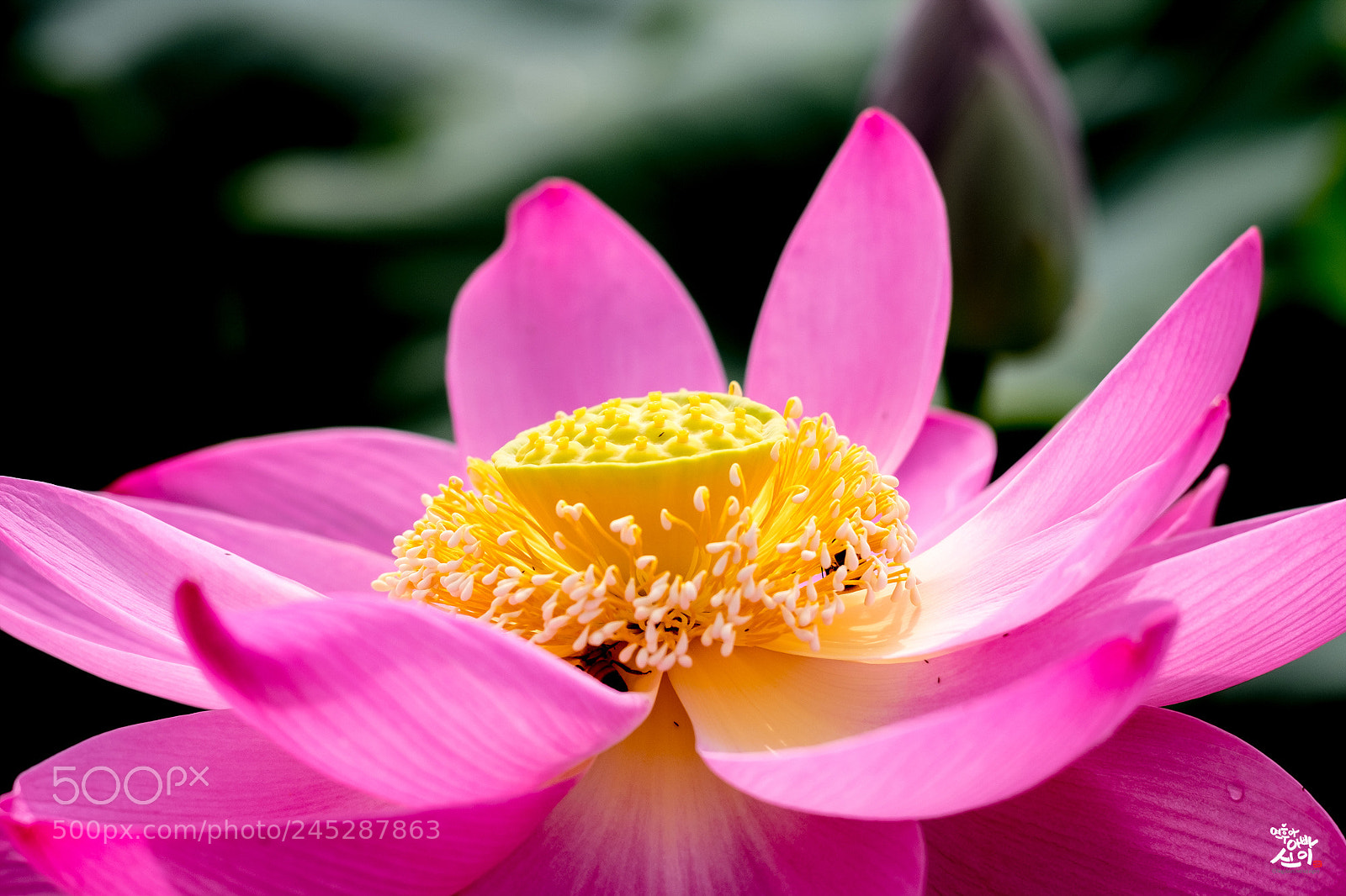 Fujifilm X-T2 sample photo. Lotus photography
