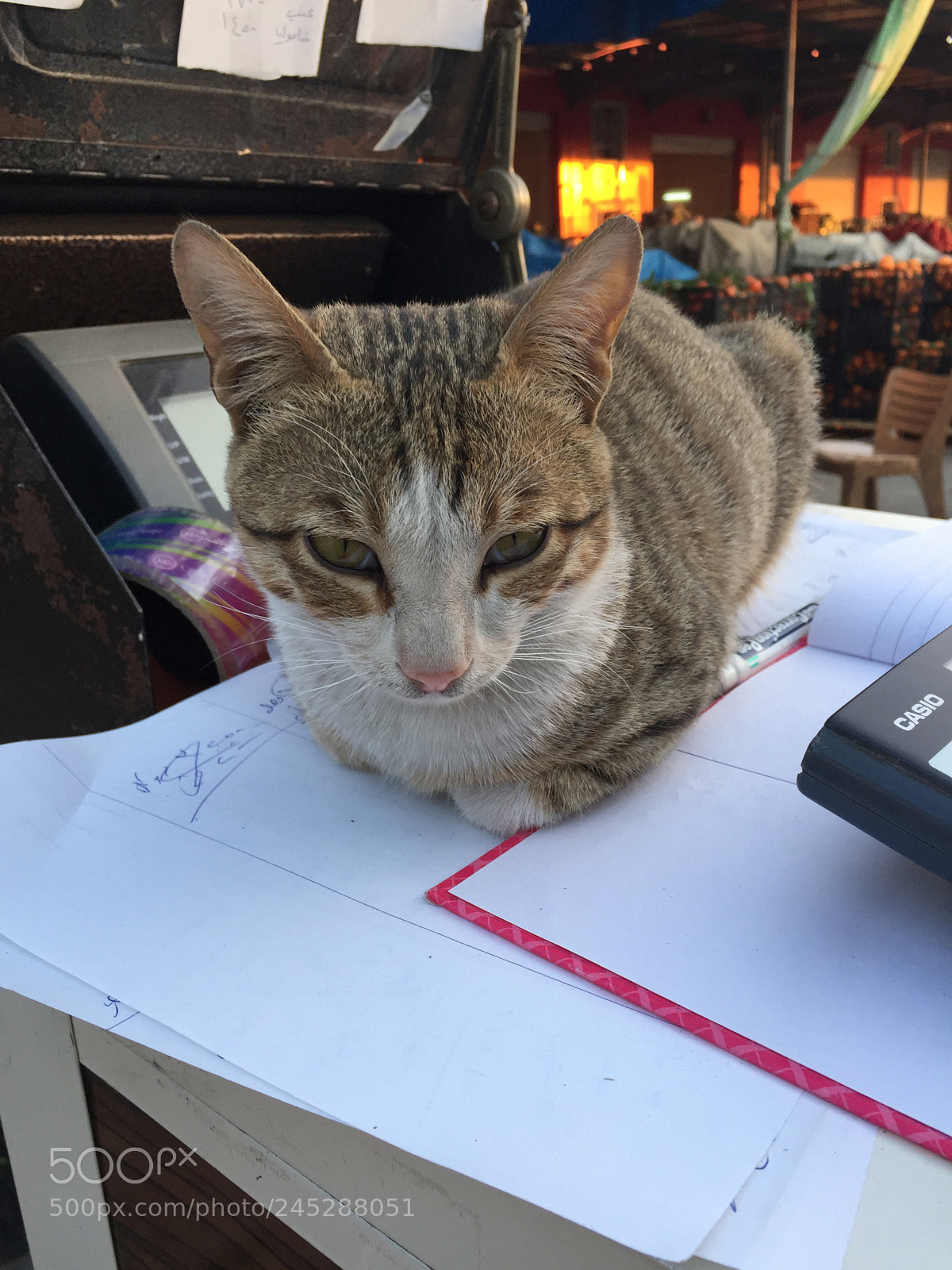 Apple iPhone 6 Plus sample photo. Cat photography