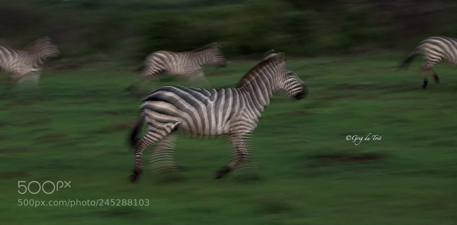 Nikon D850 sample photo. Zebras in motion photography