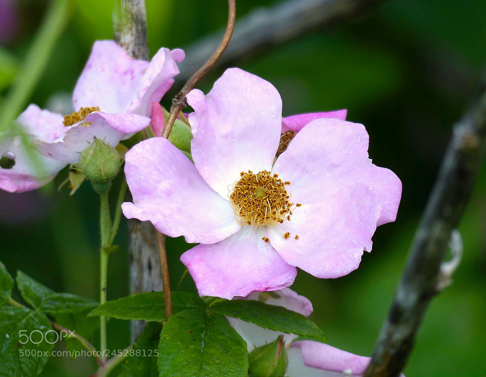 Panasonic Lumix DMC-FZ200 sample photo. One of her favorites... photography
