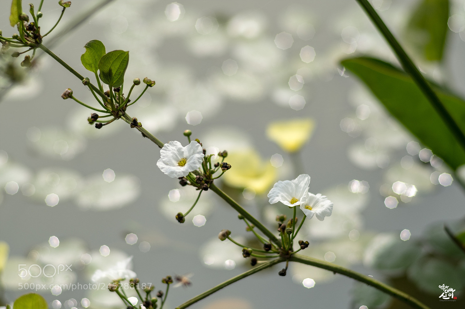 Fujifilm X-T2 sample photo. Water plant photography