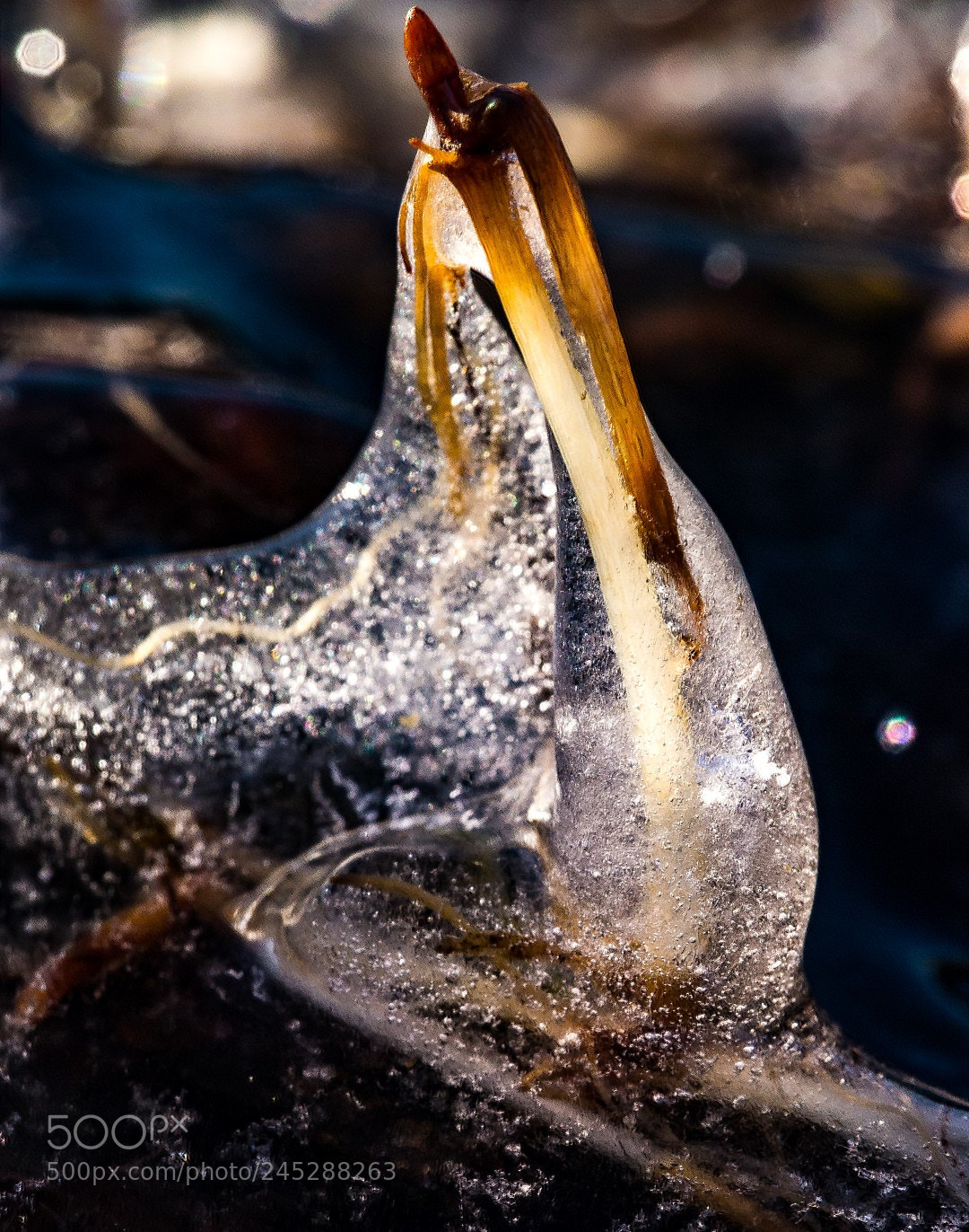 Panasonic Lumix DMC-GX1 sample photo. Ice sculpture photography