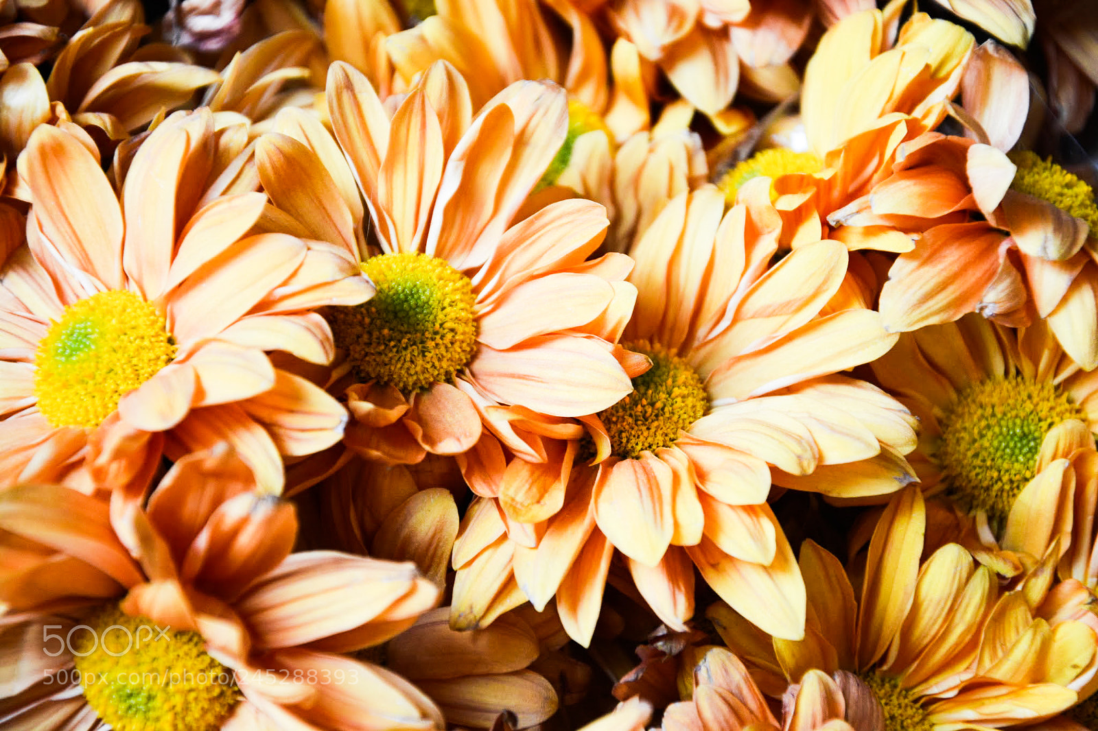 Nikon D5200 sample photo. Untitled photography