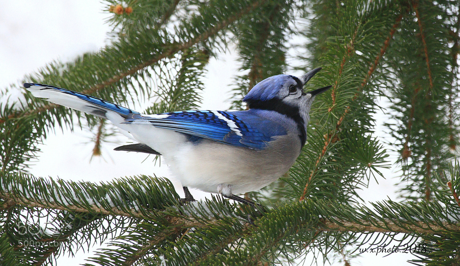Canon EOS 7D Mark II sample photo. Blue jay photography