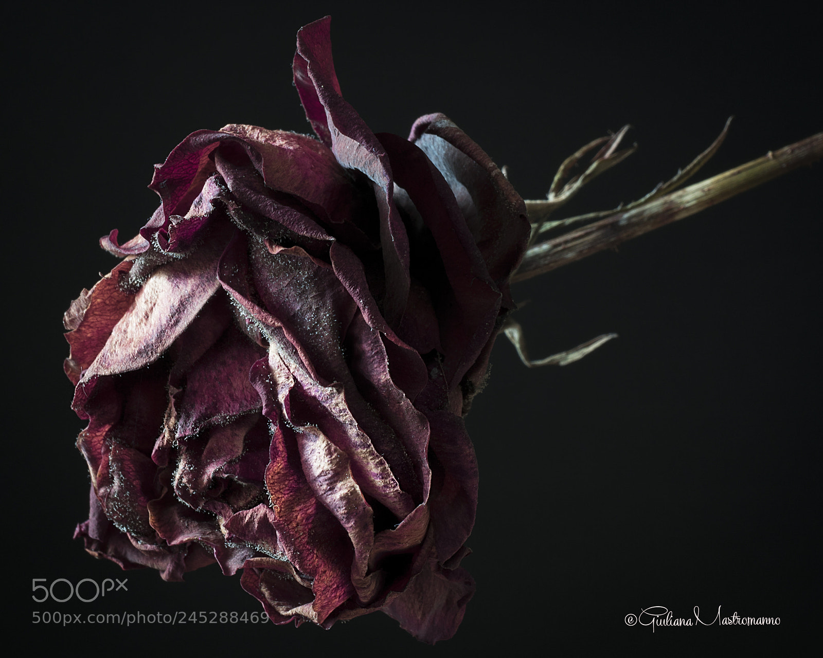 Sony a7R II sample photo. Withered red rose photography