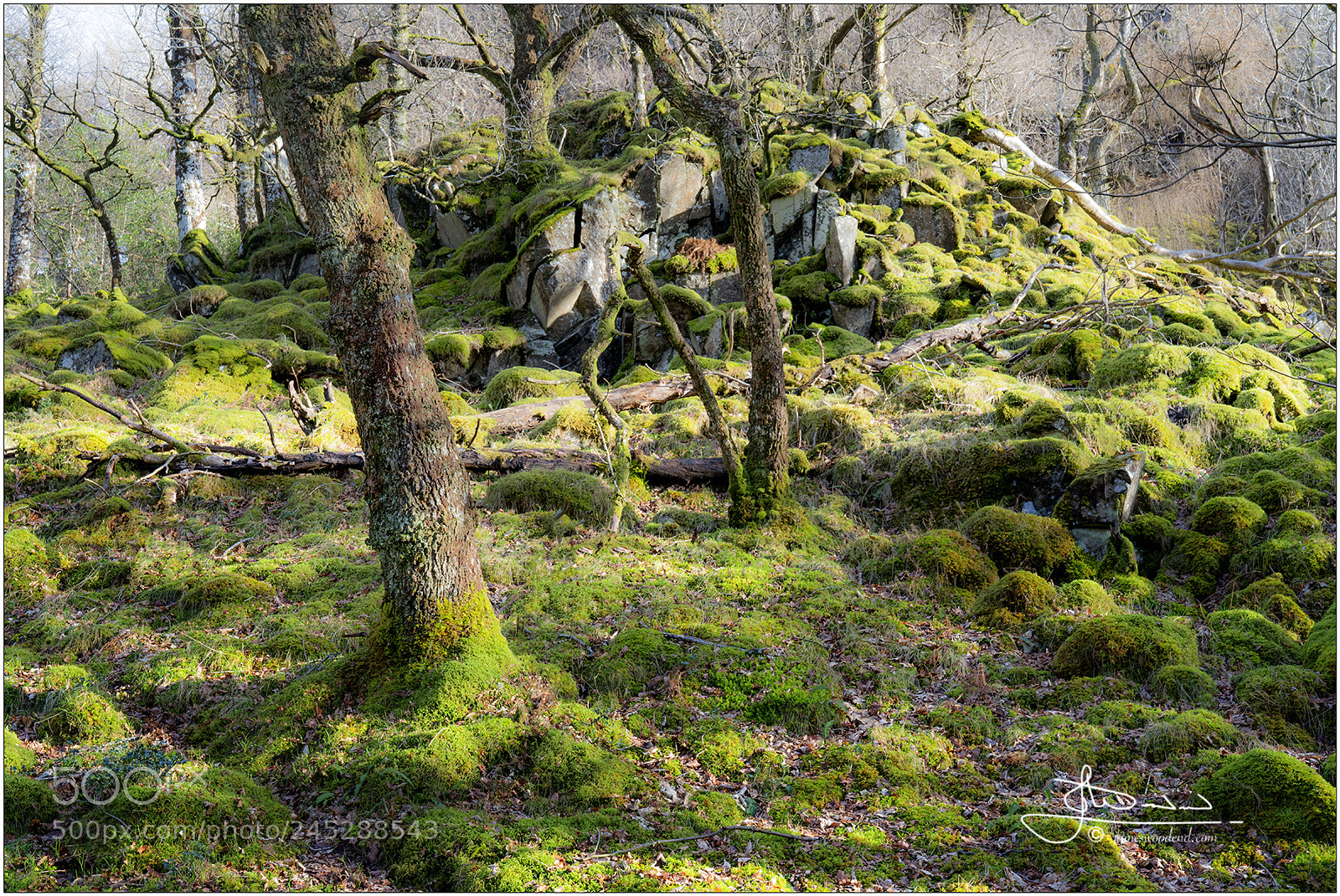 Sony a7R III sample photo. Hill of moss in photography