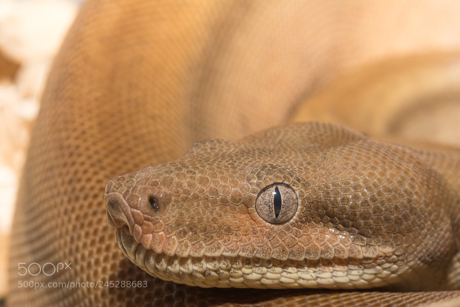 Nikon D7100 sample photo. Eye on you photography