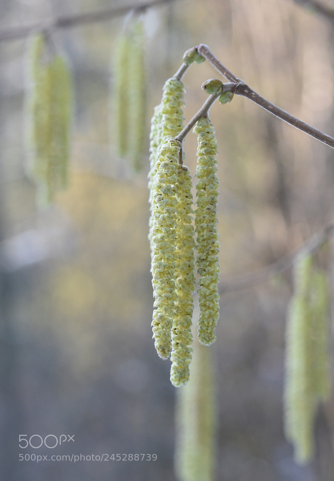Nikon D5500 sample photo. Rh n - nature photography