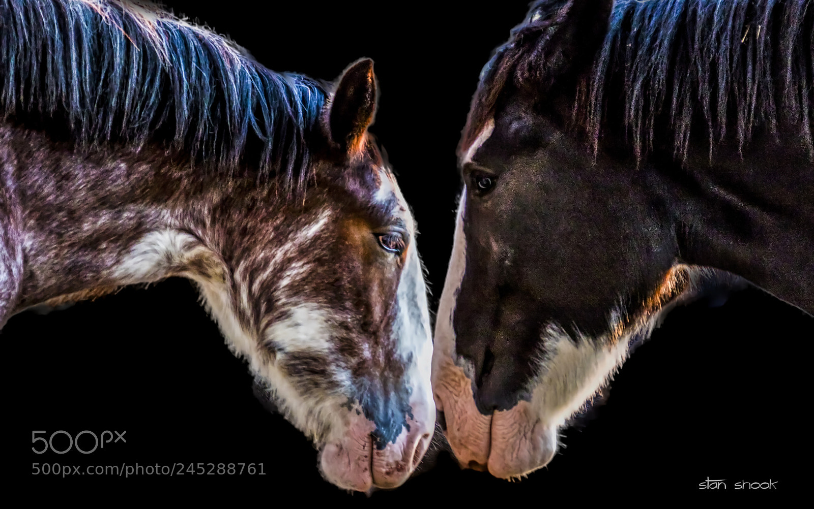 Canon EOS 7D Mark II sample photo. Nose to nose photography