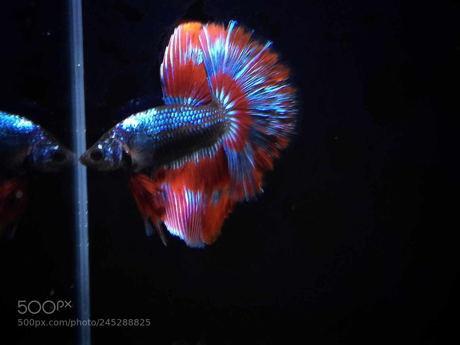 Apple iPhone 5 sample photo. Fighting fish photography