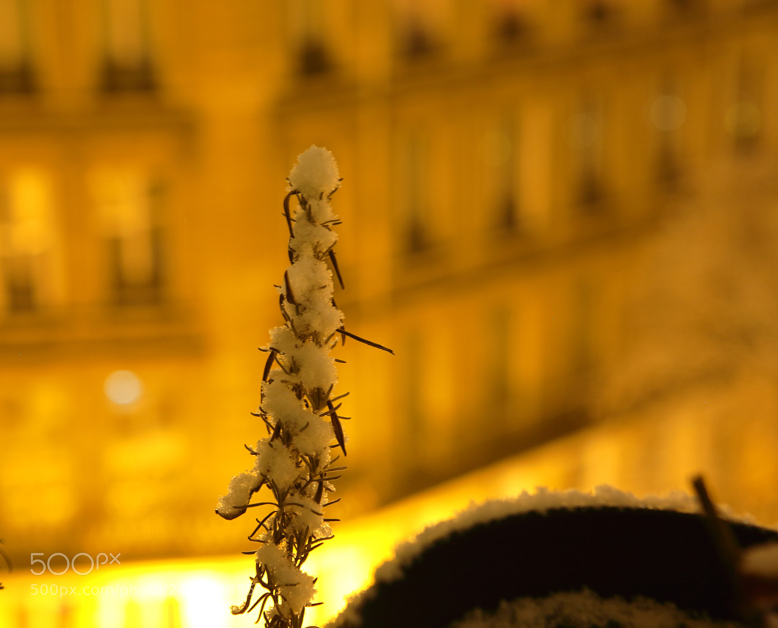 Canon EOS 5D sample photo. Pot fleurs photography