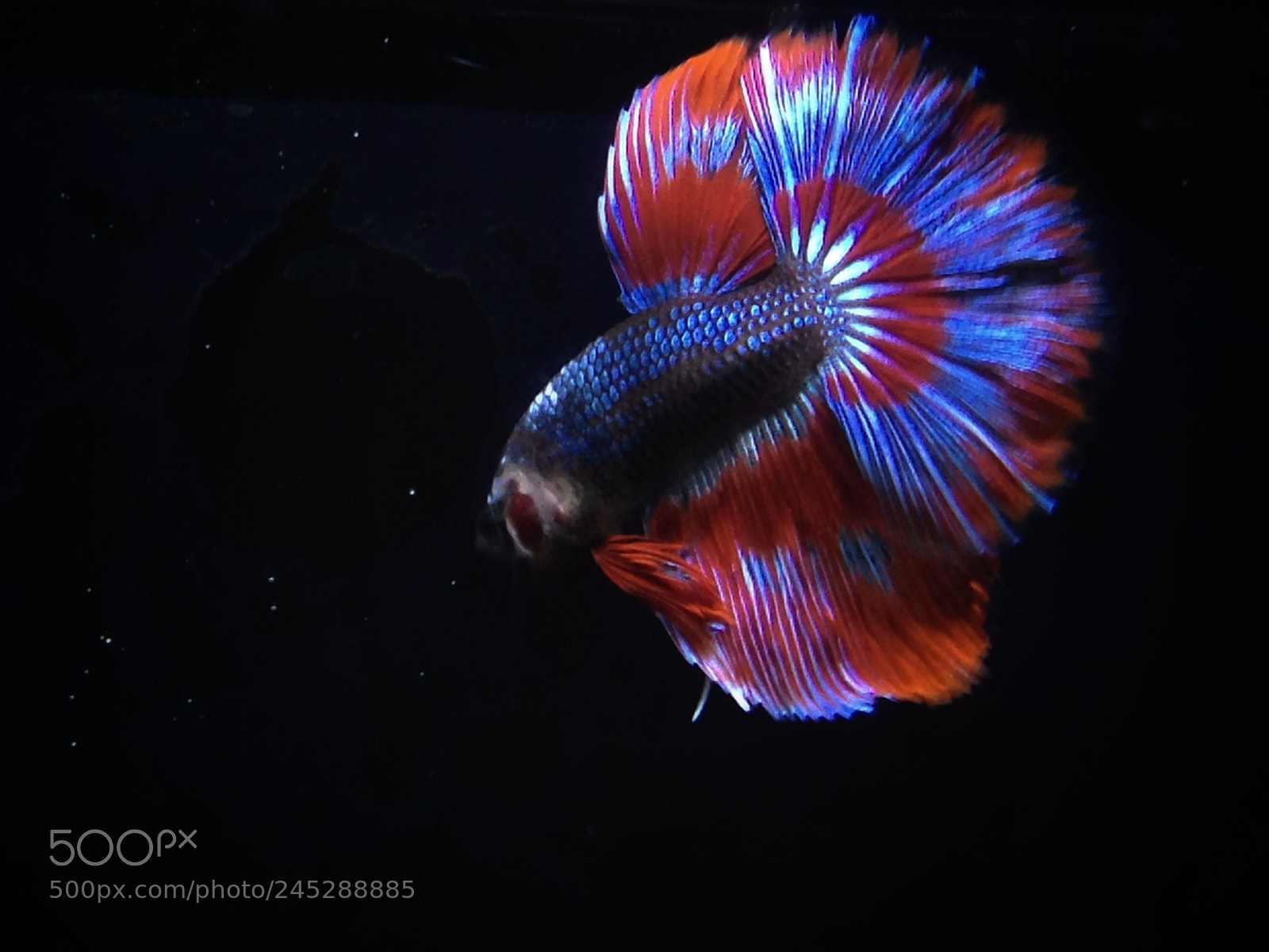 Apple iPhone 5 sample photo. Fighting fish photography