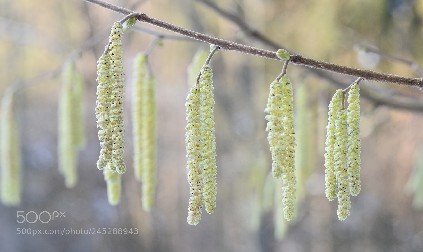 Nikon D5500 sample photo. Rh n - nature photography
