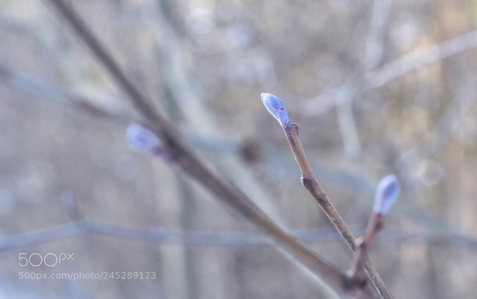 Nikon D5500 sample photo. Rh n - nature photography