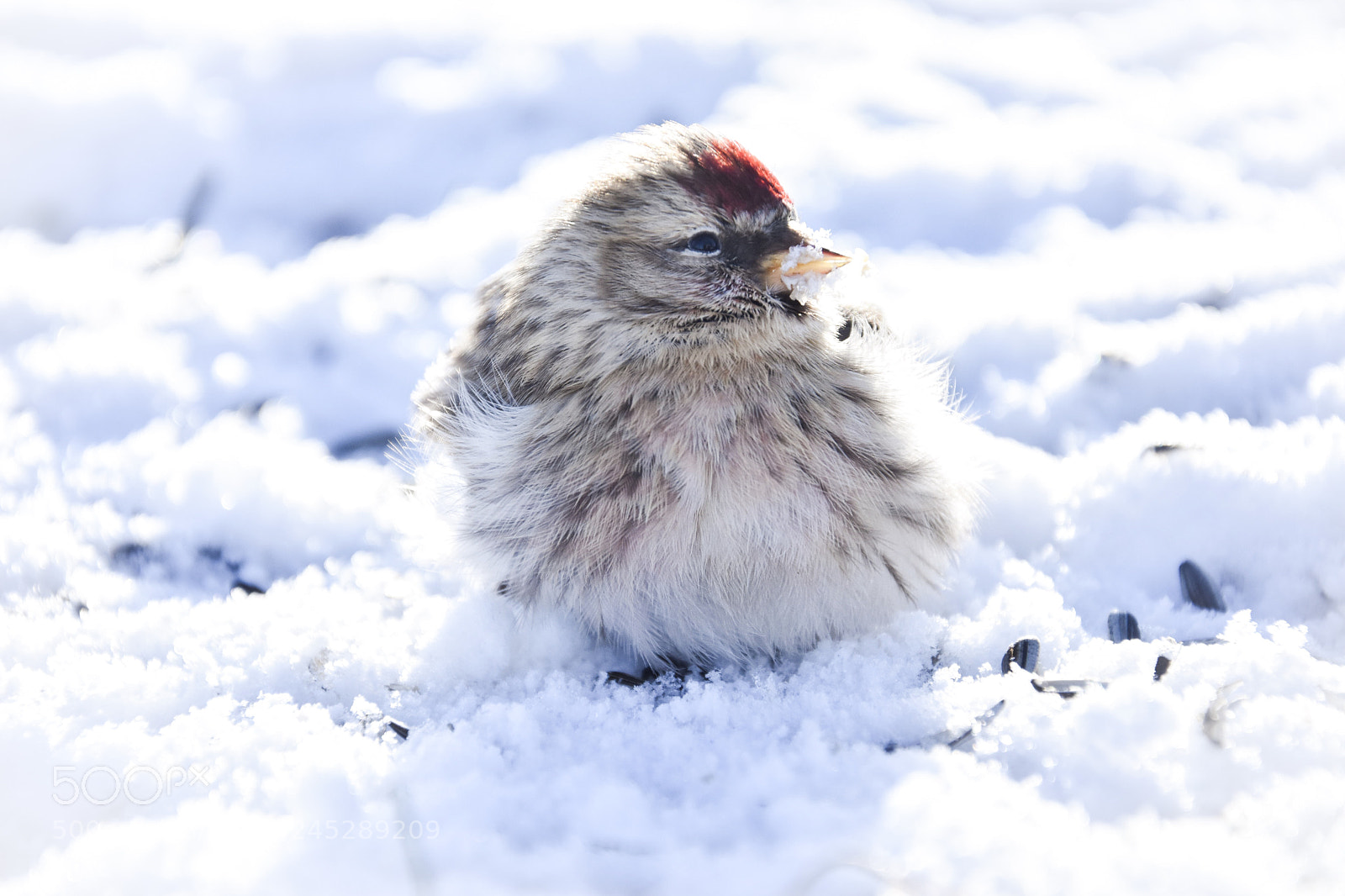 Nikon D7200 sample photo. Small bird photography