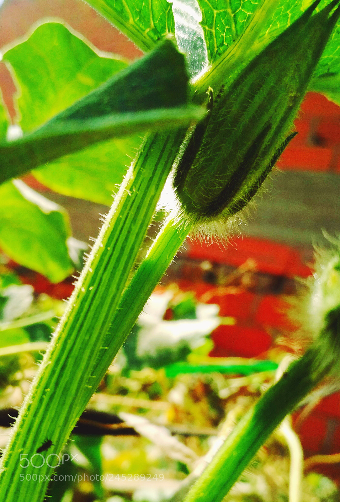 Xiaomi Redmi 4X sample photo. Untitled photography