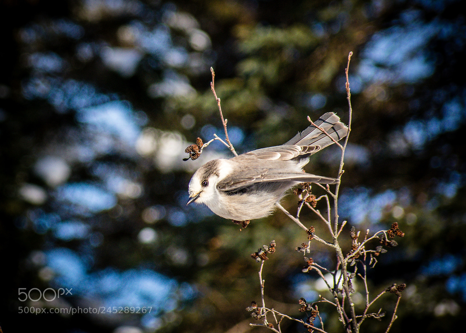Nikon D3400 sample photo. Greyjay photography