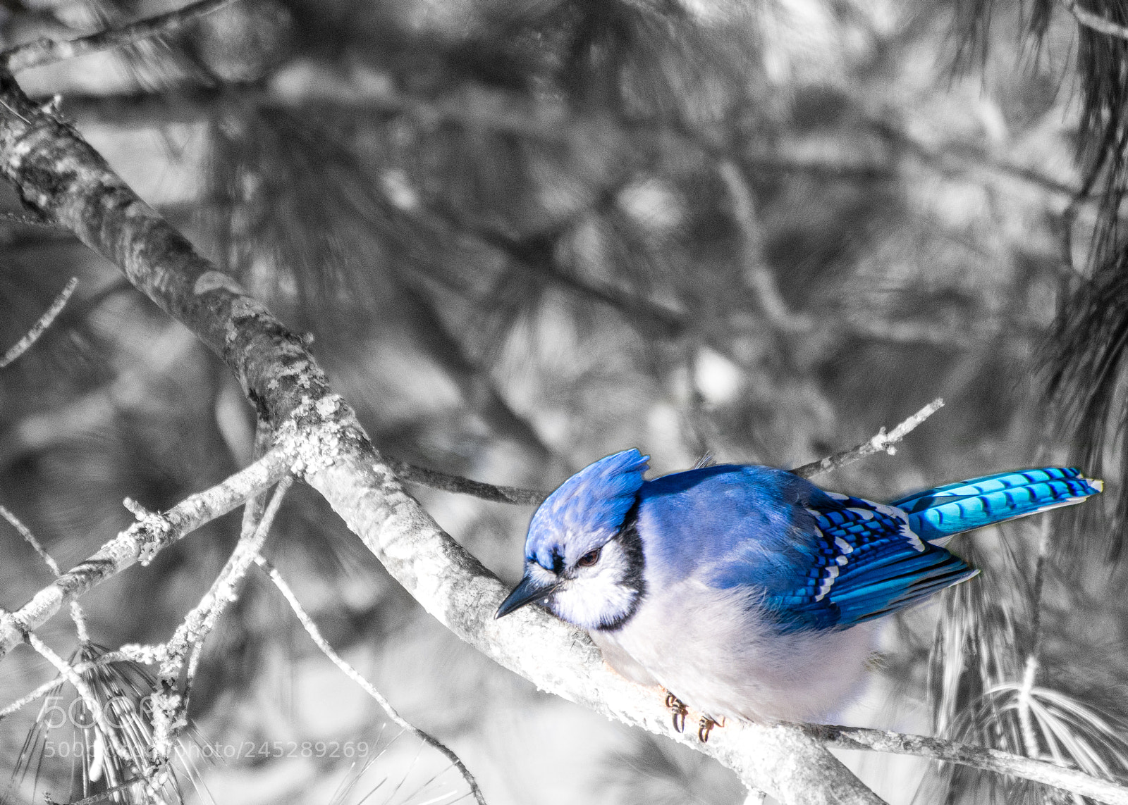 Nikon D3400 sample photo. Bluejay photography