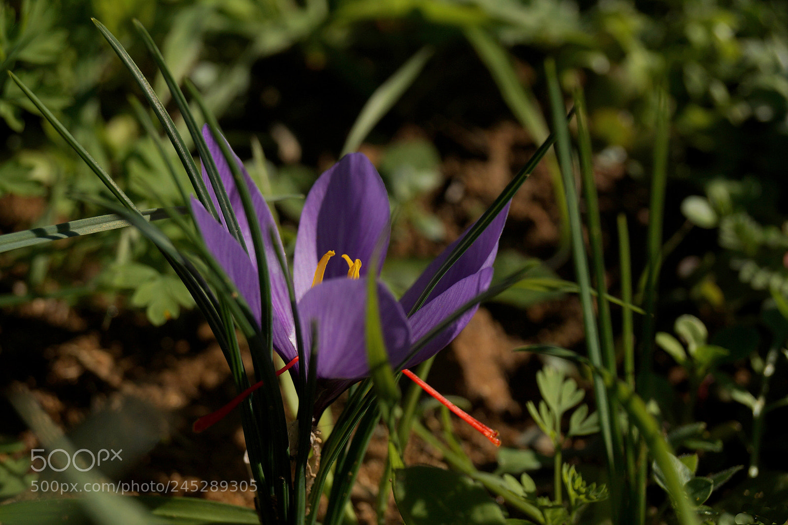 Sony SLT-A58 sample photo. Fiori di zafferano photography