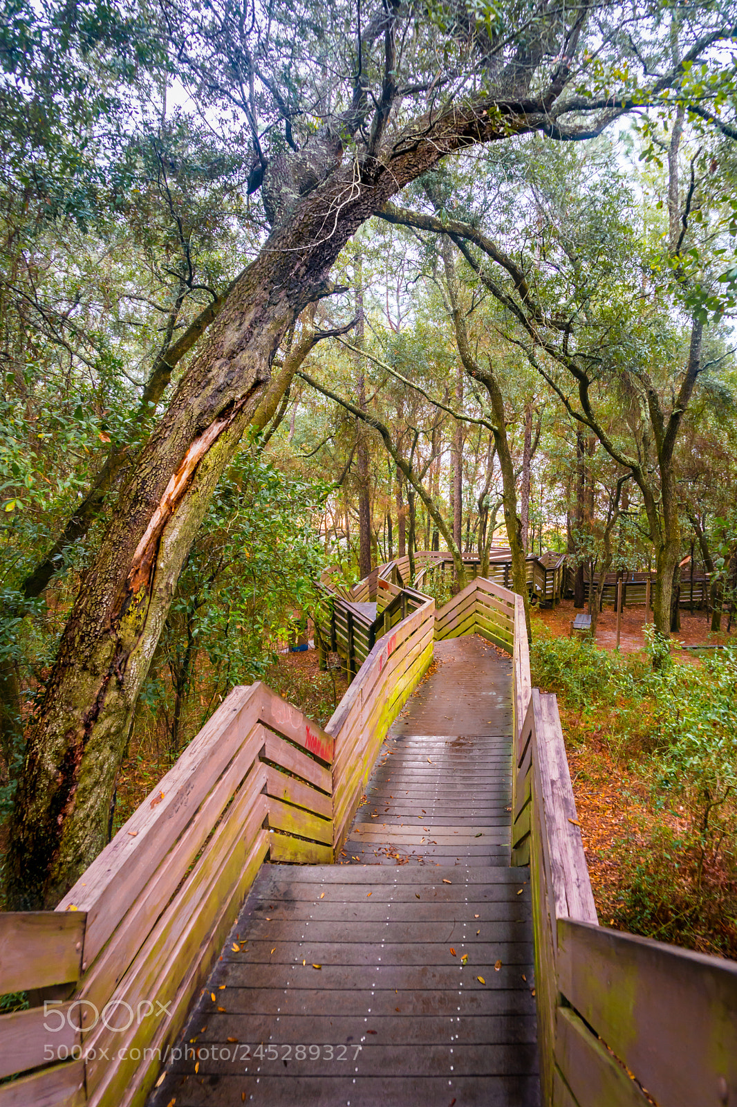 Sony a9 sample photo. Boardwalk down the bluff photography