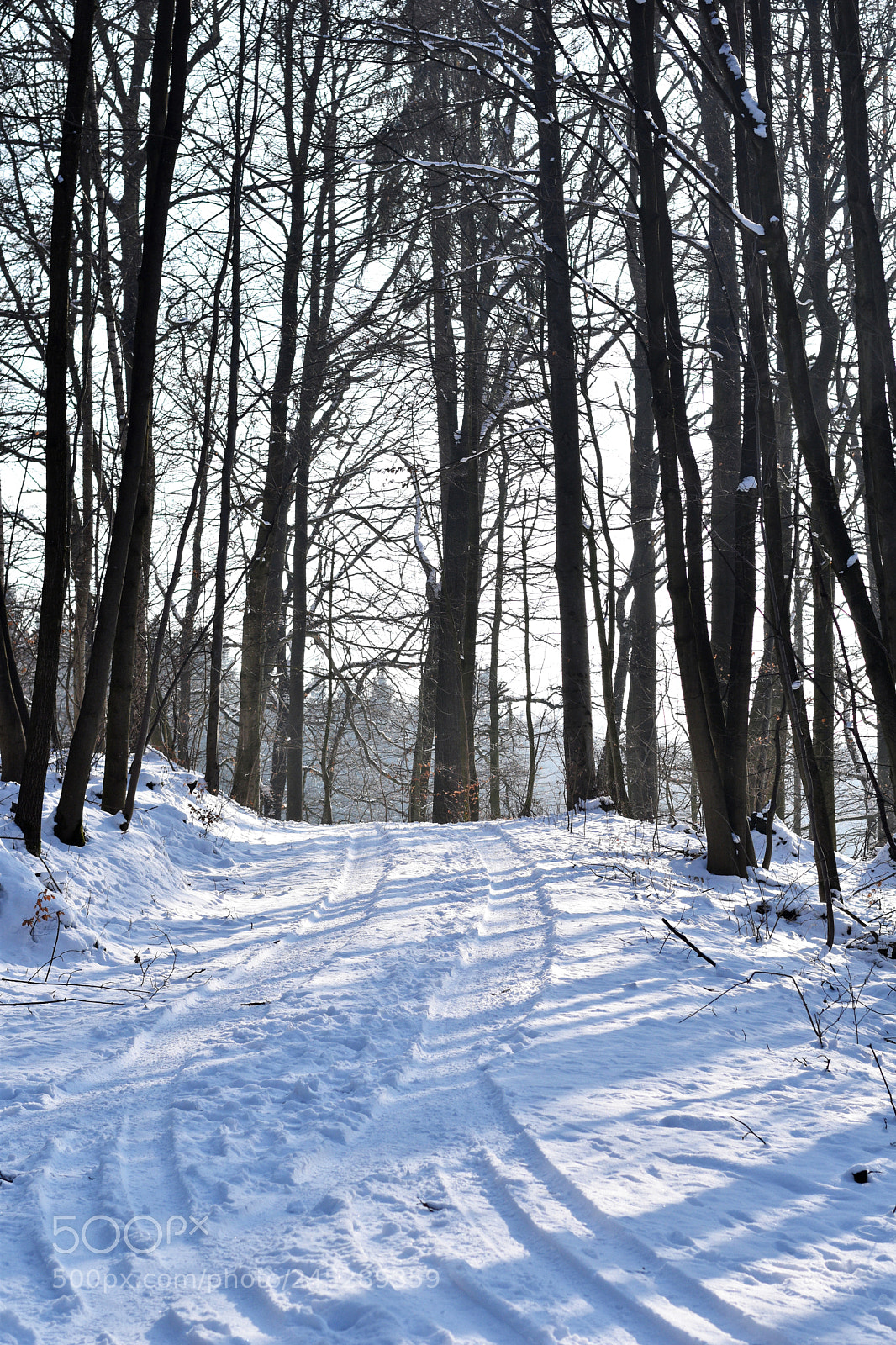 Nikon D5500 sample photo. Rh n - nature photography
