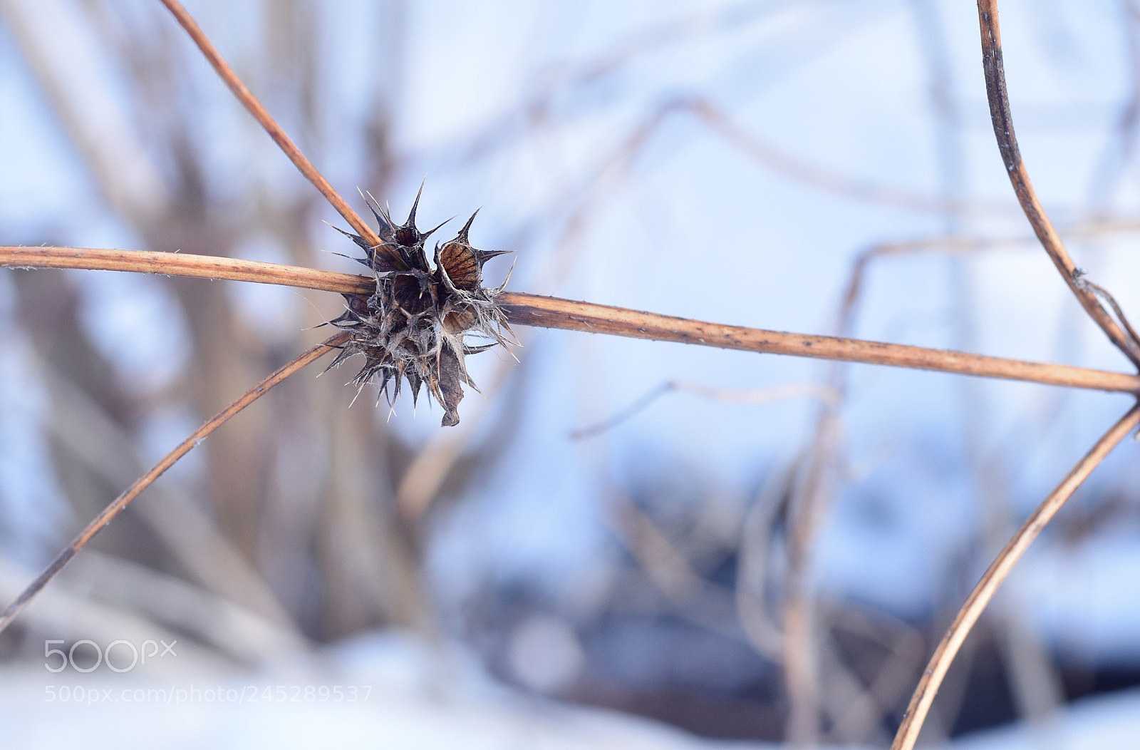 Nikon D5500 sample photo. Rh n - nature photography
