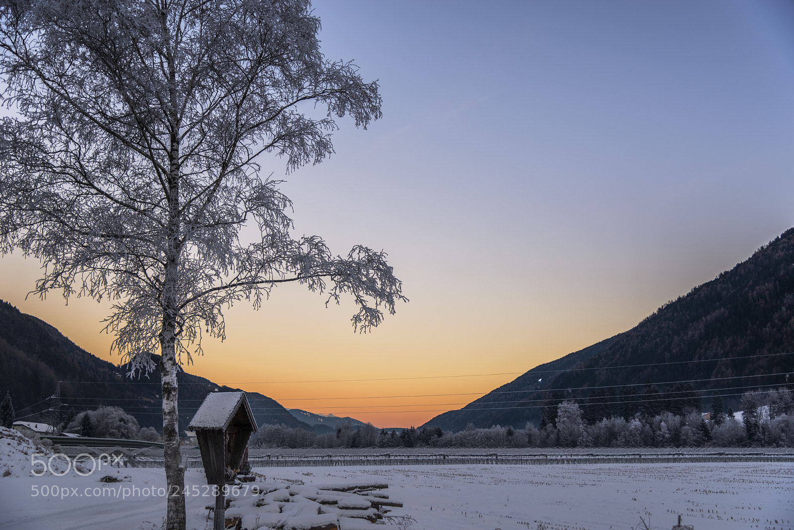 Nikon D610 sample photo. Frozen tree photography