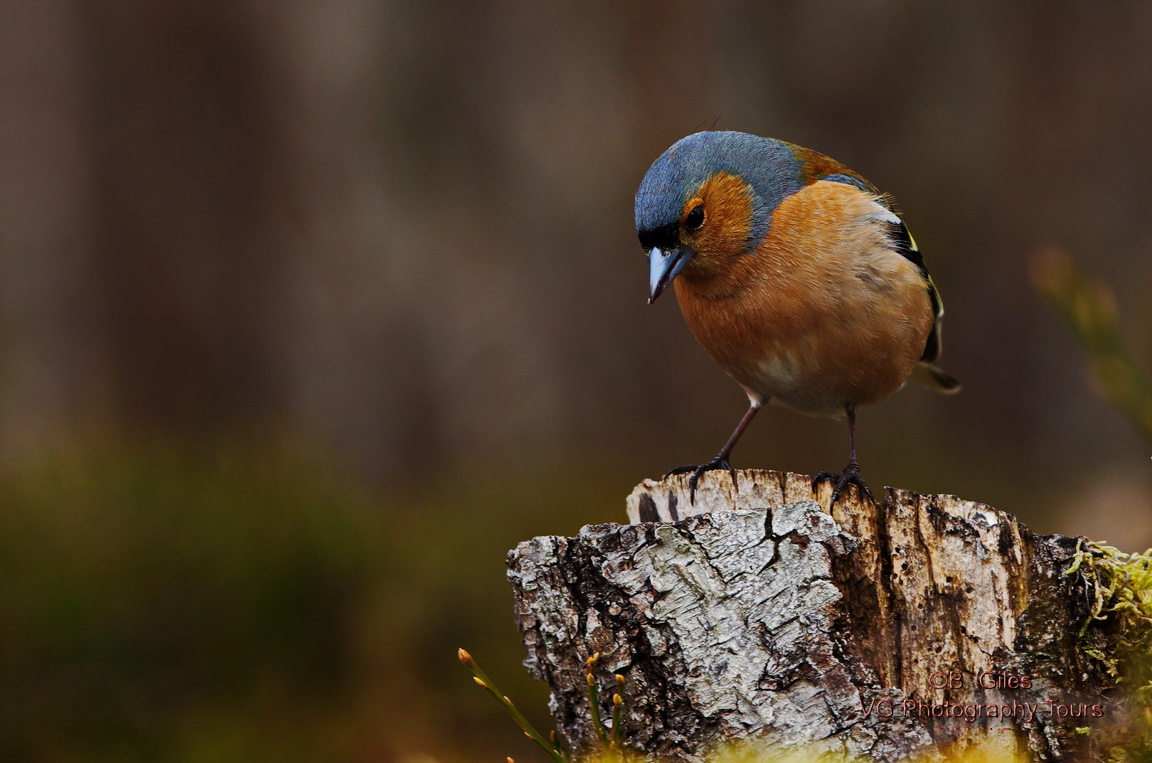 Pentax smc DA* 60-250mm F4.0 ED (IF) SDM sample photo. Chaffinch photography