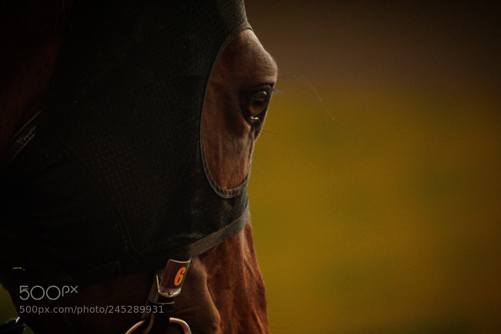 Canon EOS 60D sample photo. Horse photography