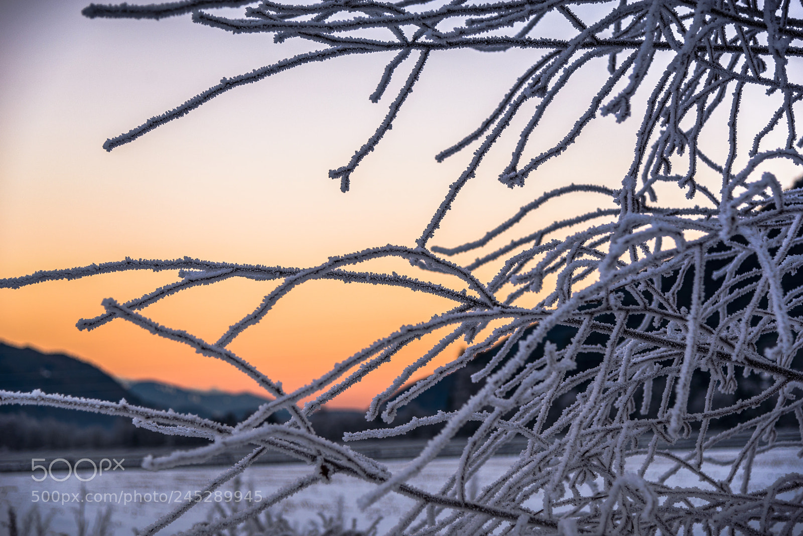 Nikon D610 sample photo. Iced photography