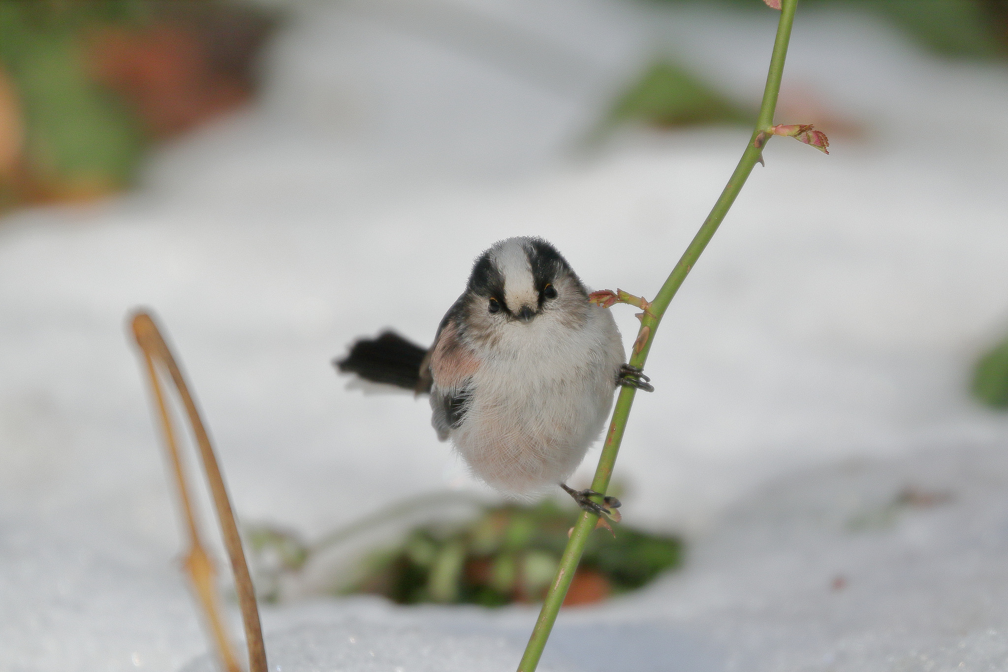 Canon EOS 7D Mark II sample photo. 雪エナガ 7i2a2257 photography