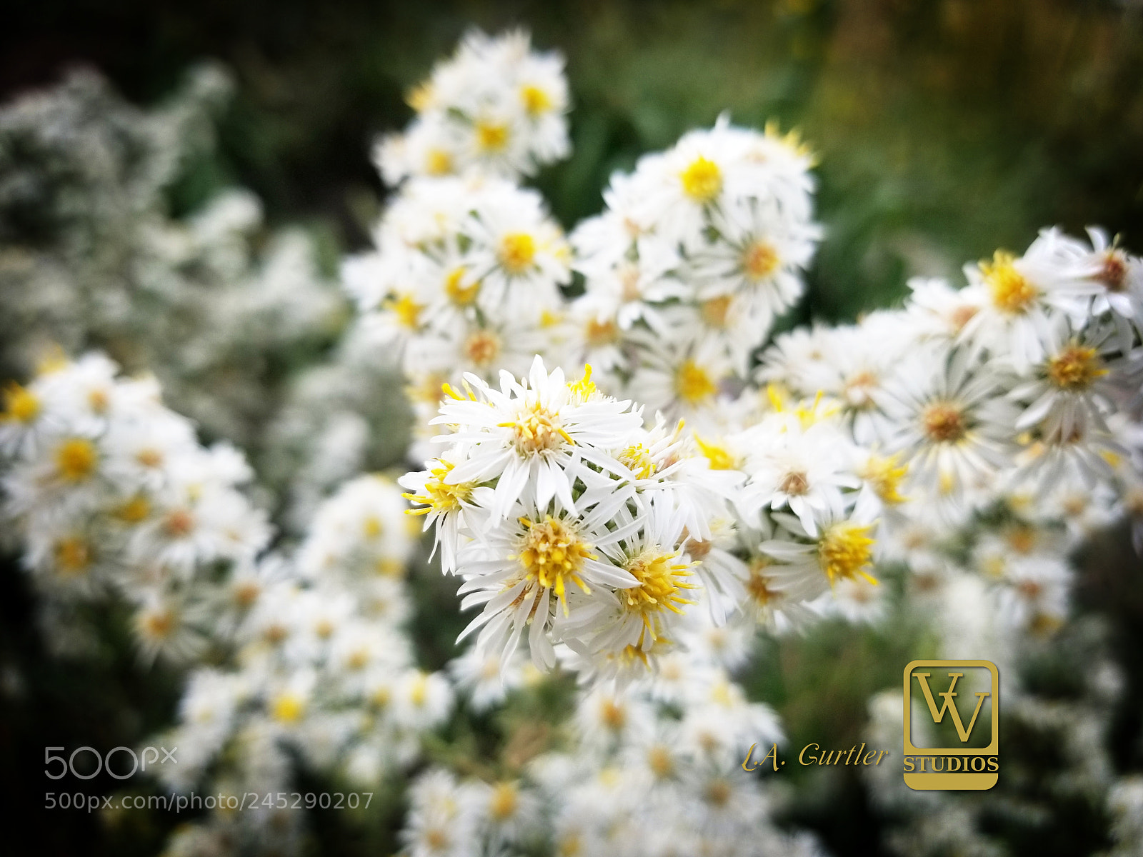 Samsung Galaxy S8 sample photo. White prairie aster photography