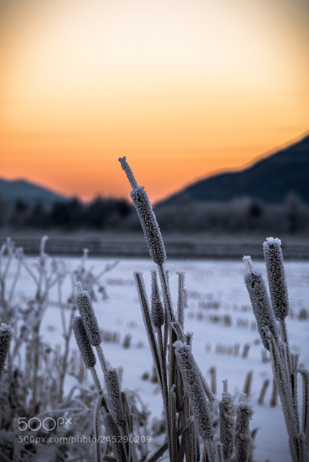 Nikon D610 sample photo. Freezed photography