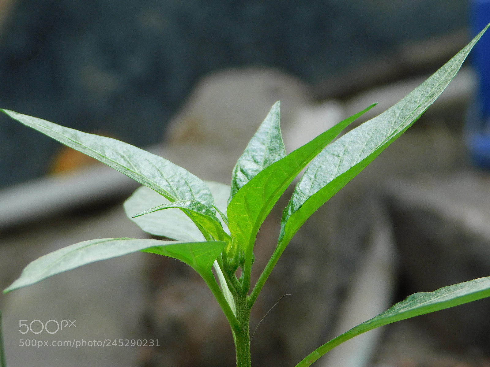 Nikon Coolpix B500 sample photo. Chill photography