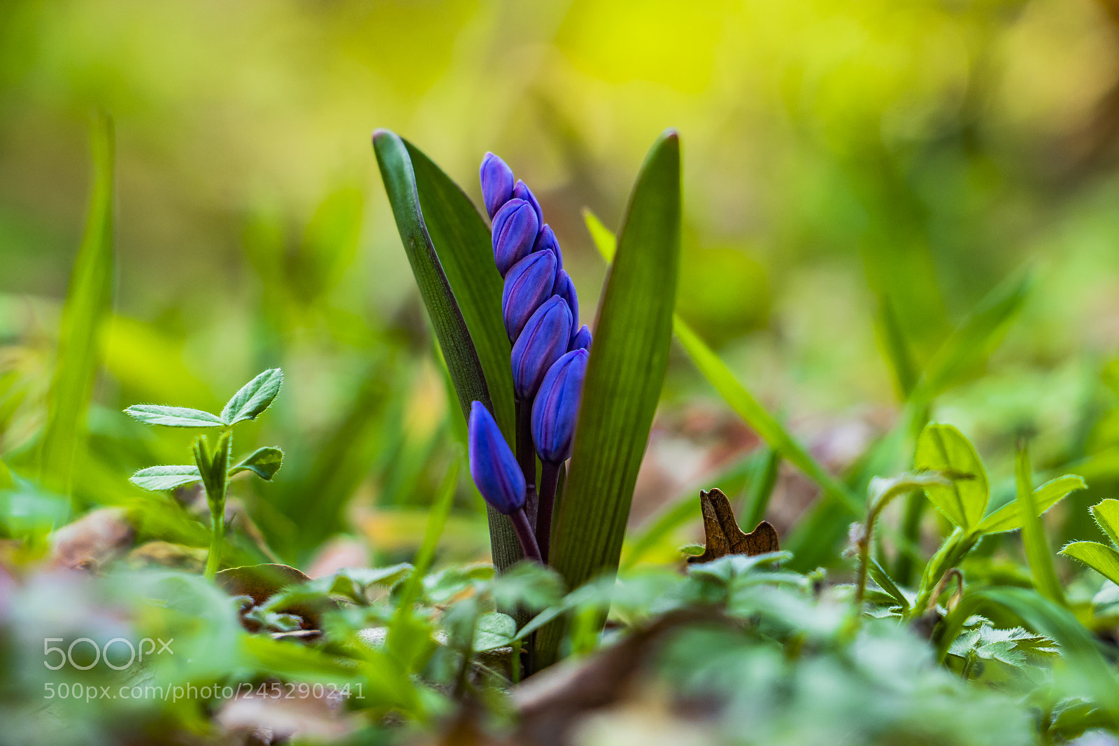 Canon EOS 60D sample photo. Hyacinthus photography