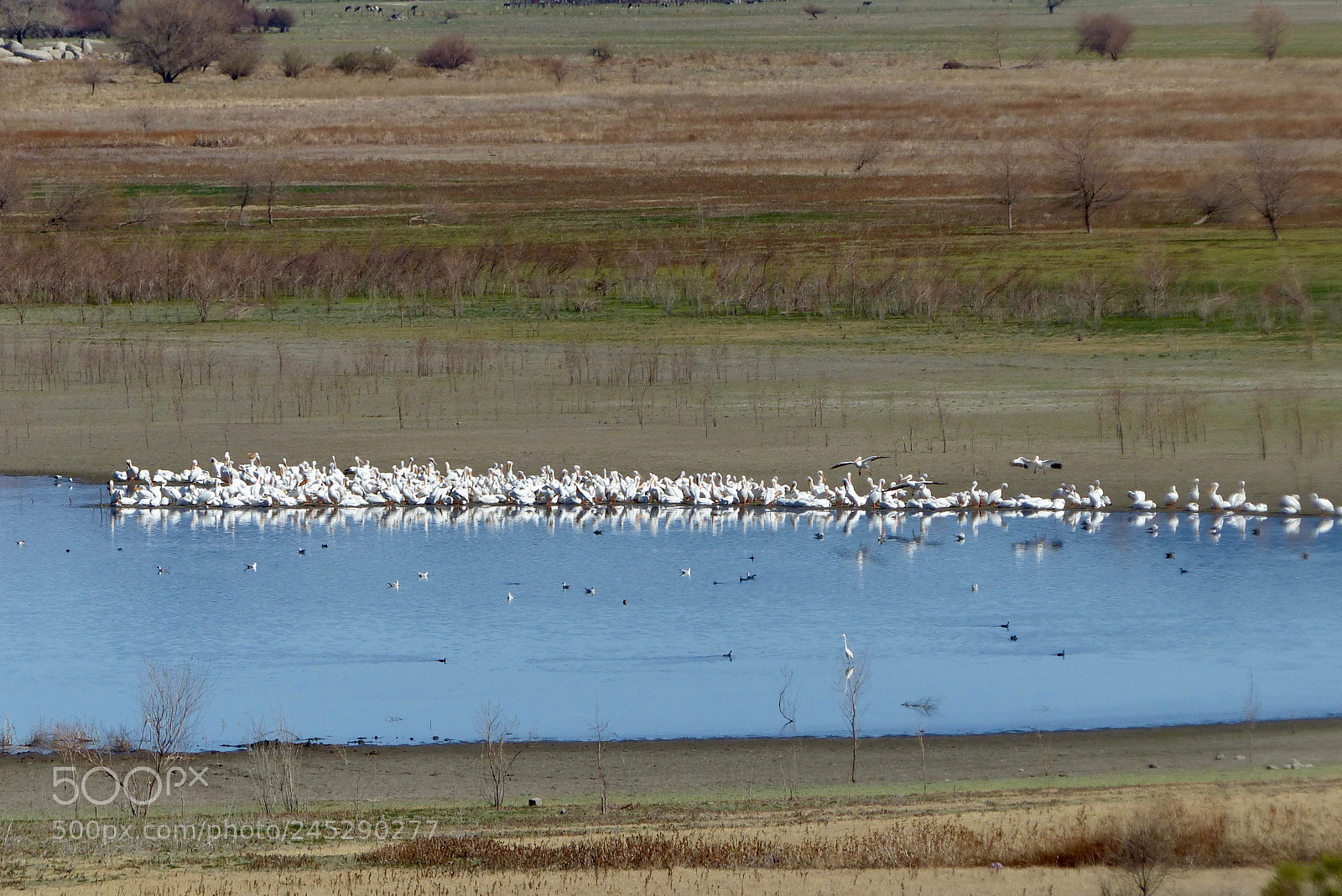 Panasonic Lumix DMC-FZ200 sample photo. White pelicans at lake photography