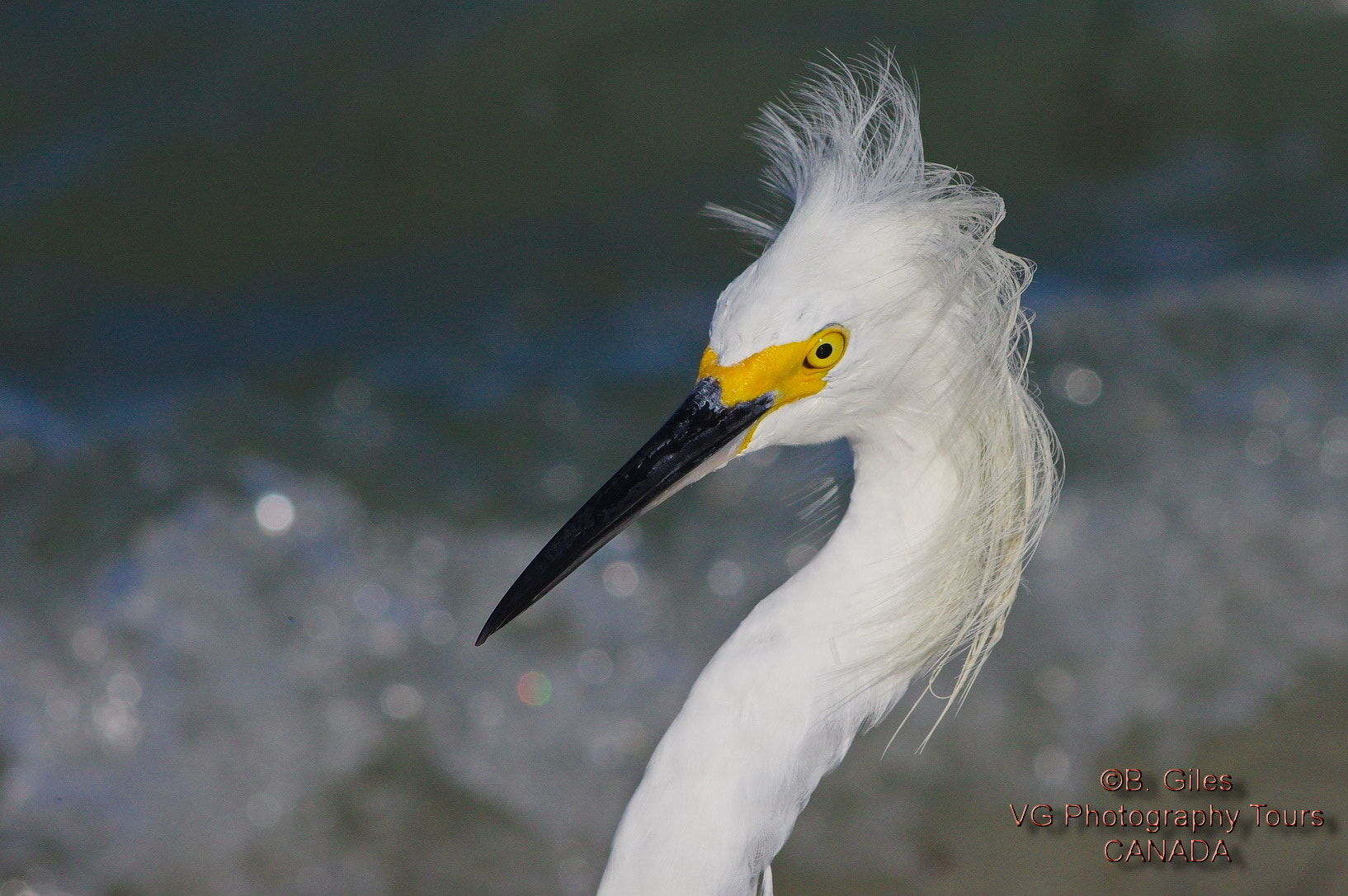 Pentax smc DA* 60-250mm F4.0 ED (IF) SDM sample photo. Snowy egret photography