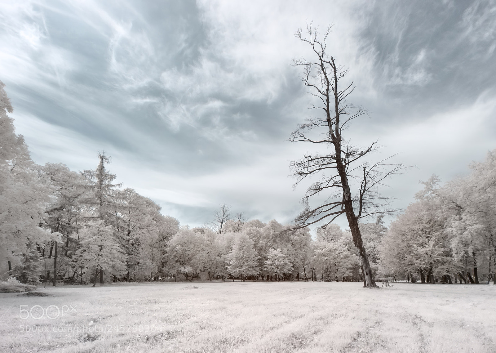 Canon EOS 50D sample photo. Dry tree in radziejowice photography