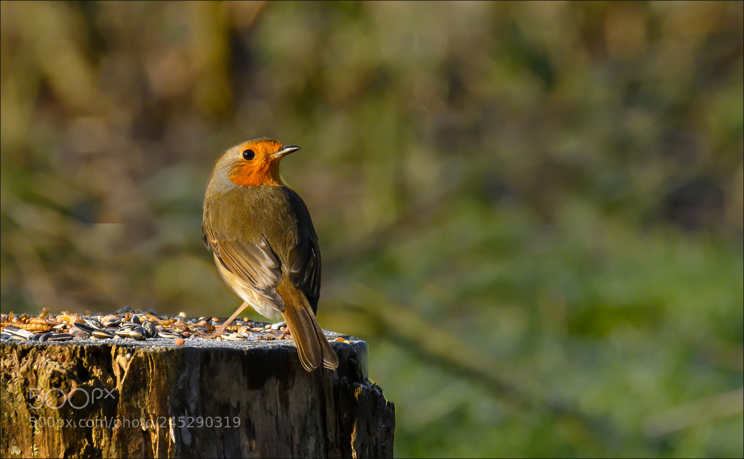 Nikon D500 sample photo. Roodborst photography