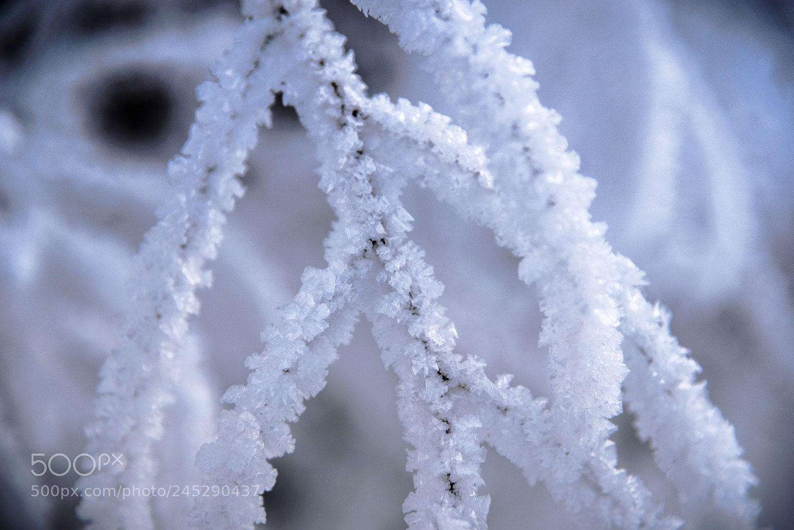 Nikon D610 sample photo. Ice crystals photography