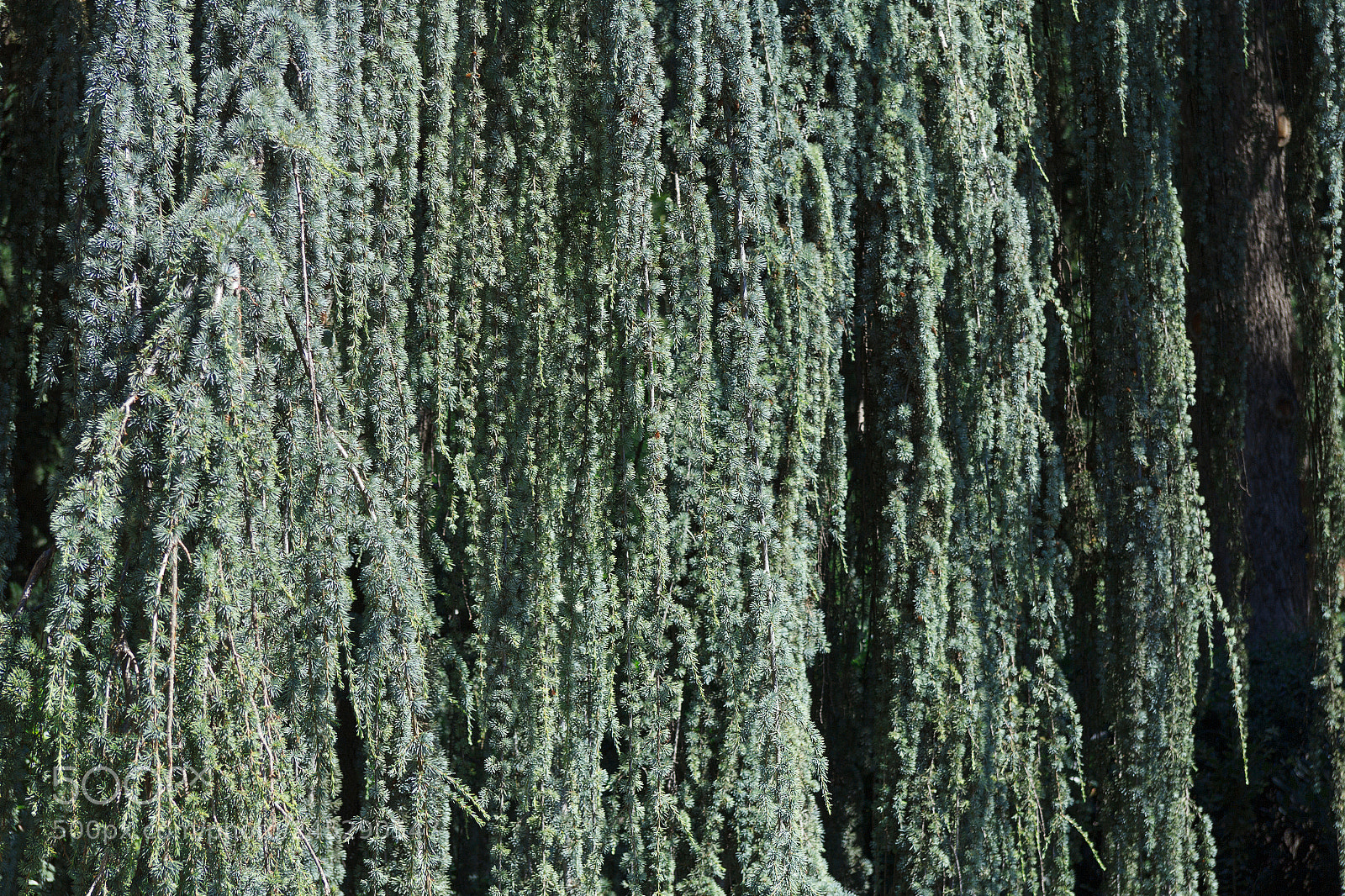 Canon EOS 60D sample photo. Img photography