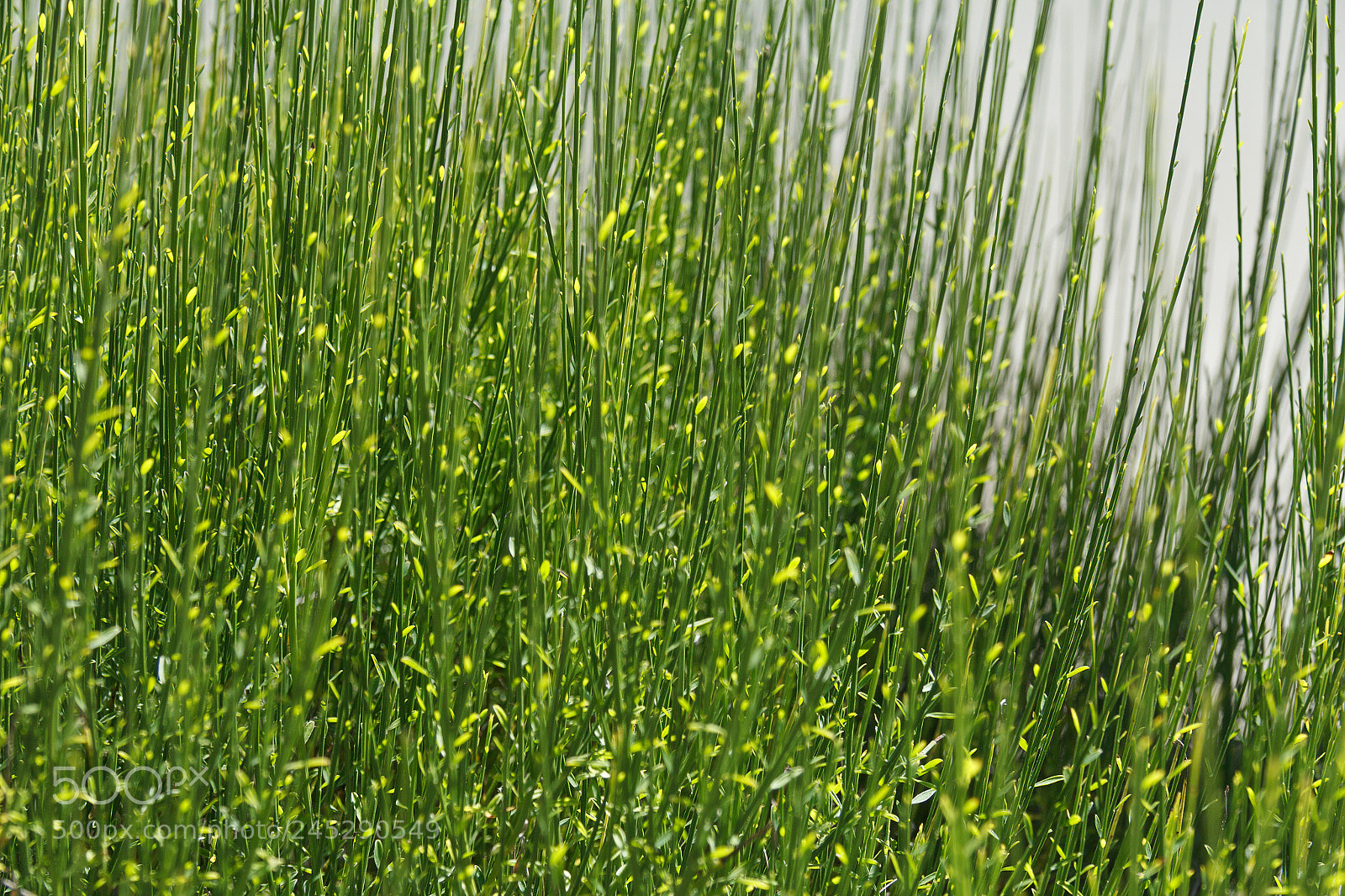 Canon EOS 60D sample photo. Img photography