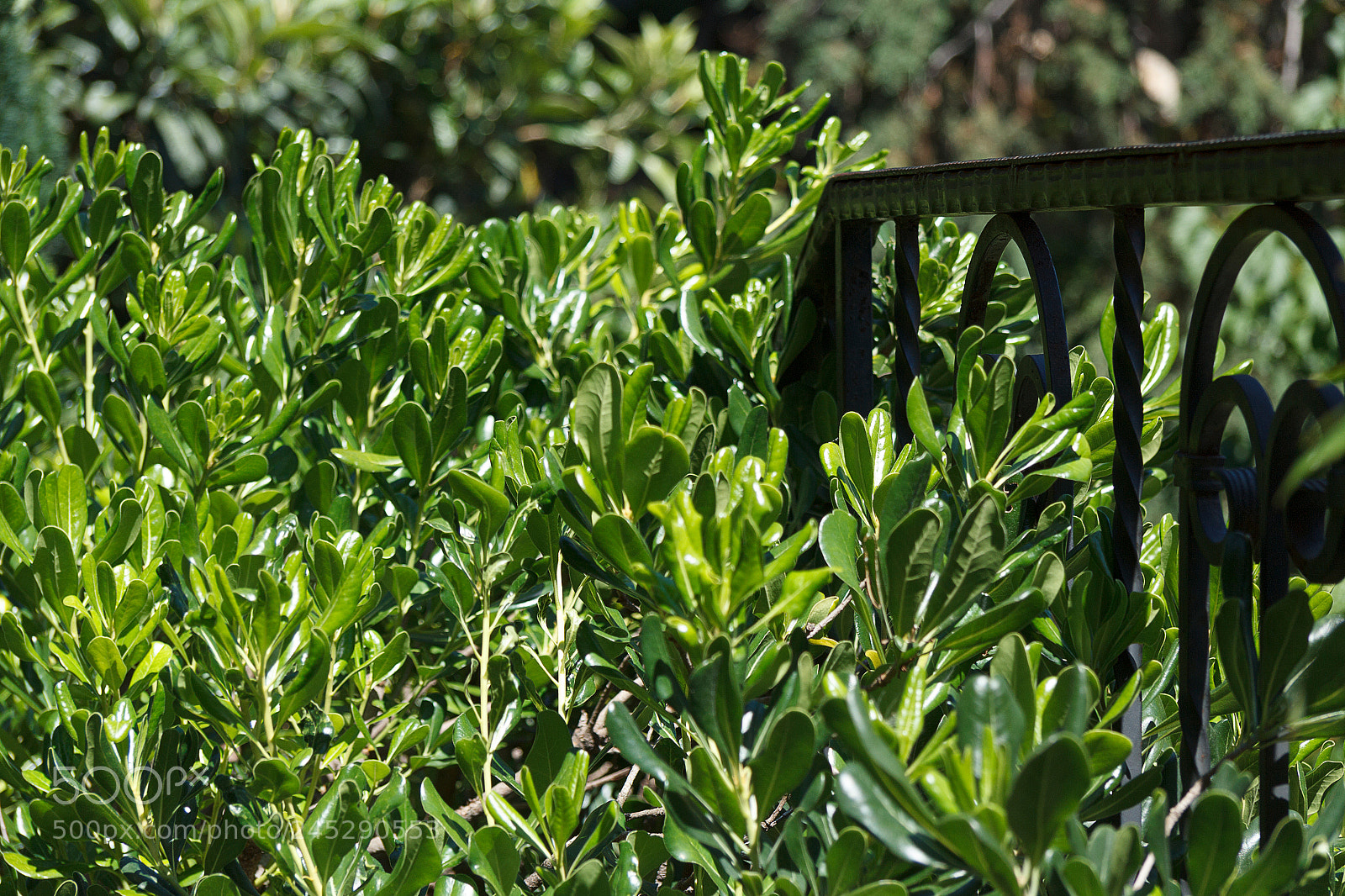Canon EOS 60D sample photo. Img photography