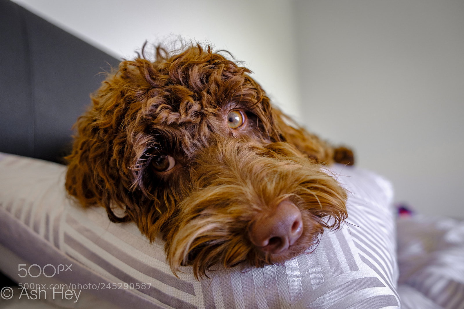Fujifilm X-T20 sample photo. Dscf photography