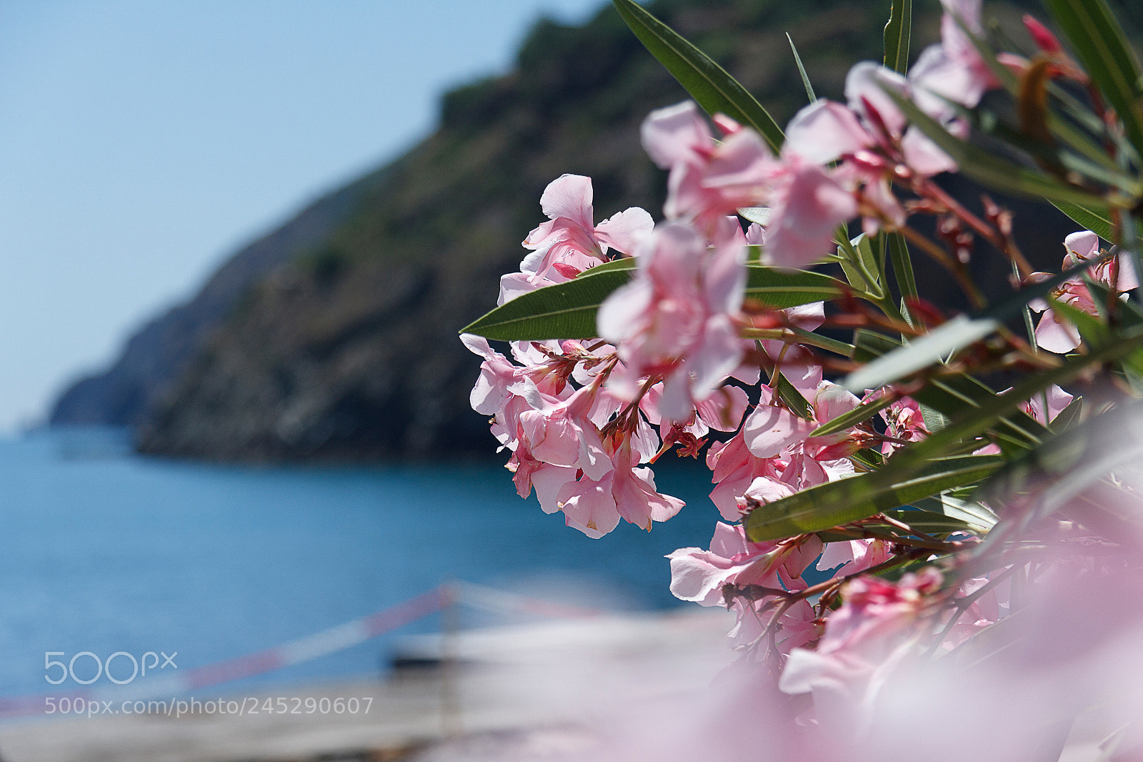Canon EOS 60D sample photo. Img photography