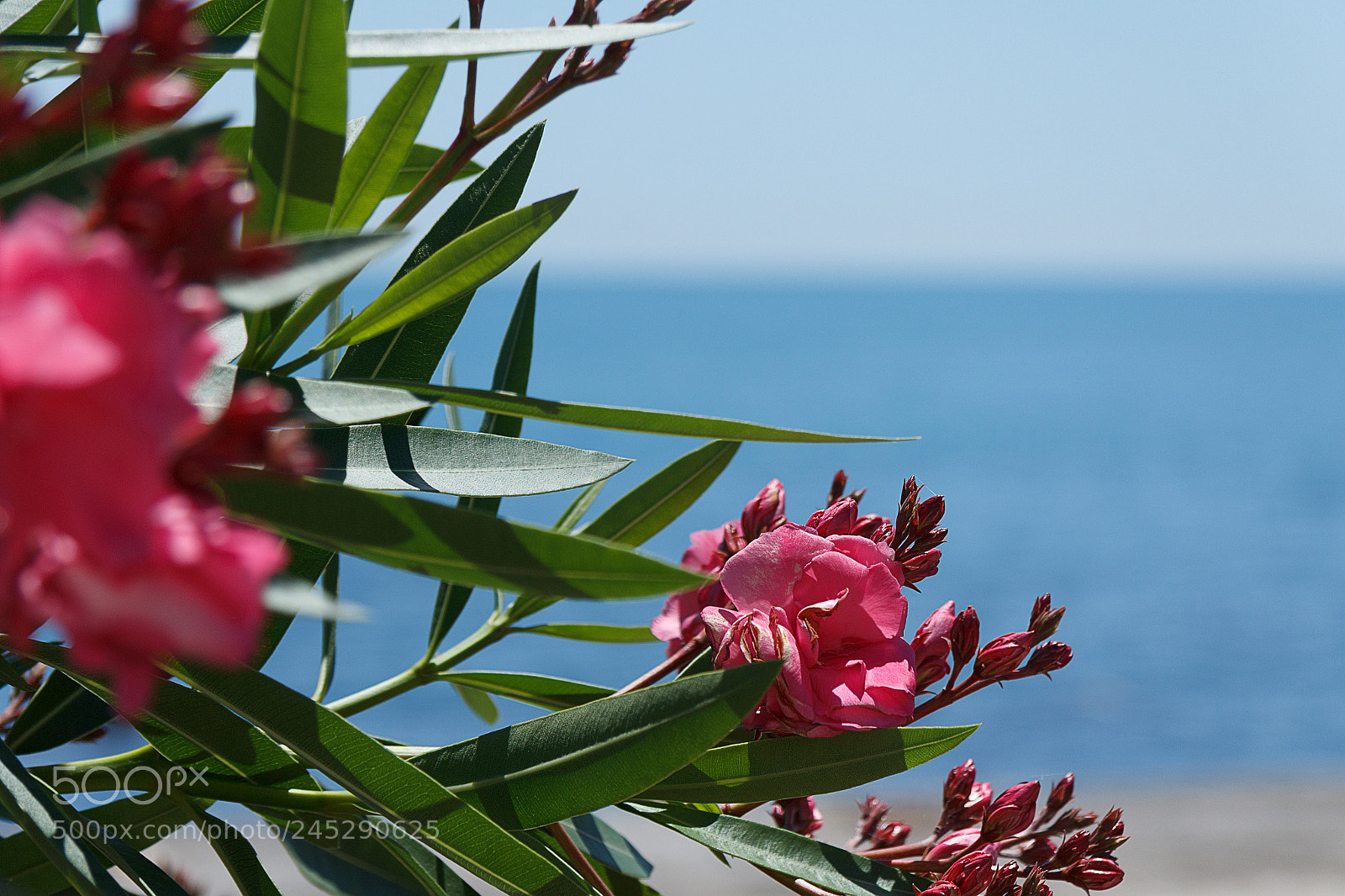 Canon EOS 60D sample photo. Img photography