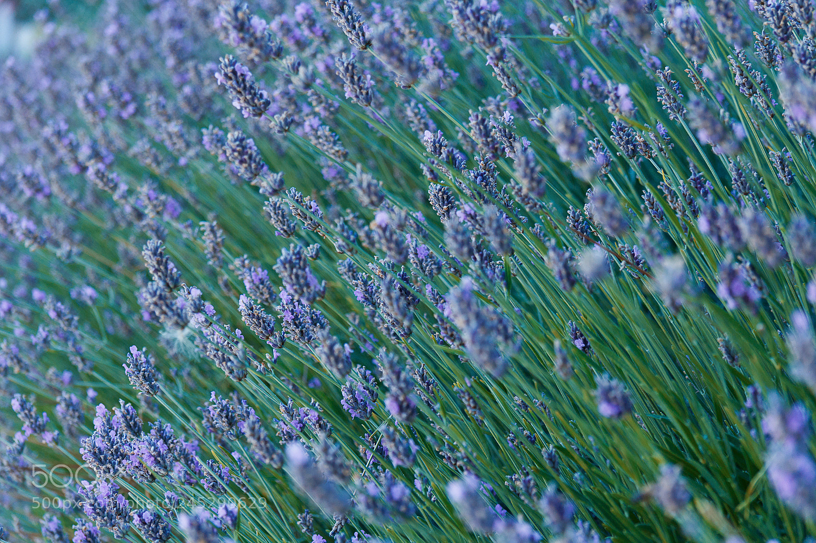 Canon EOS 60D sample photo. Img photography